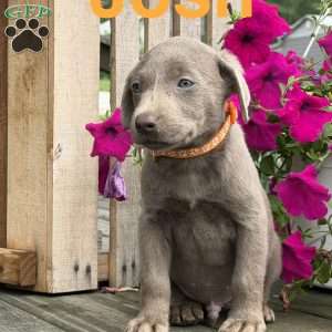 Josh, Silver Labrador Retriever Puppy